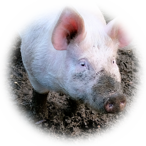 flying pig