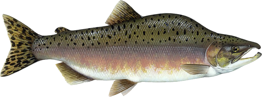 flying salmon